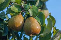 Pyrus communis 'DoyennÃ© du Comice' Pear 