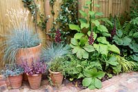 View to foliage heavy mixed border and collection of terracotta pots with blue grasses.  