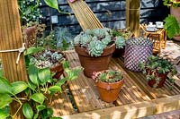 Pots of succulents on wooden shelf of central pergola. 