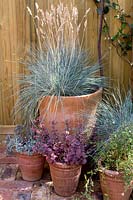 View to collection of terracotta pots planted with blue grass Festuca glauca and purple Sedum. 