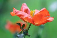 Glaucium flavum var. aurantiacum - orange horned poppy