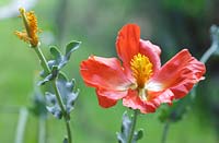 Glaucium flavum var. aurantiacum - orange horned poppy