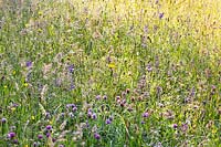 Wild flower meadow of Trifolium repens, Salvia pratensis - Meadow Clary, Knautia arvensis - Field Scabious, Ranunculus acris - Buttercups, Rhinanthus glacialis - Yellow Rattle, Tragopogon pratensis - Goat's beard, dactylis glomerata and grasses