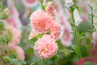 Alcea 'Peaches' n 'Dreams', Hampton Court Flower Show, 2015