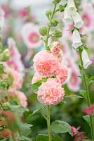 Alcea 'Peaches' n 'Dreams', Hampton Court Flower Show, 2015