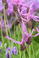 Lavandula pedunculata subsp. pedunculata - French Lavender - Synonyms Lavandula stoechas 'Butterfly', Lavandula stoechas 'Papillon' - RHS Chelsea Flower Show 2018