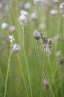 Catananche caerulea - Blue Cupidone