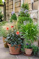 Groups of terracotta pots sit each side of the back door,  planted with Dahlia 'Waltzing Mathilda', Agapanthus, salvias, grasses and clipped Buxus. 