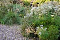 Gravel garden along the drive features Selinum wallichianum and Stipa gigantea - Shropshire, UK