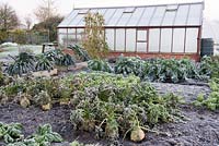 Greenhouse with vegetable beds 