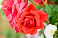 Rosa 'Ely Cathedral' - RHS Chelsea Flower Show 2018 - New Variety 2018 - Peter Beales Roses