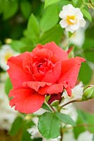 Rosa 'Ely Cathedral' - RHS Chelsea Flower Show 2018 - New Variety 2018 - Peter Beales Roses