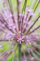 Allium schubertii - Schubert's Allium flower 