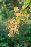 Cercidiphyllum japonicum 'Boyd's dwarf' - Katsura 'Boyd's Dwarf'