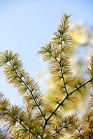 Pseudolarix amabilis - Golden larch tree needles 