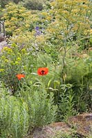 Papaver somniferum syn. Opium Poppy and Foeniculum vulgare in mixed border at Dyffryn Fernant