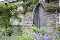 Rambling Rosa 'Bleu Magenta' growing both sides of arched, wooden door, Rose Garden Llanllyr, UK