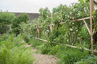 Rose Walk which is bounded on one side by trellis-screening