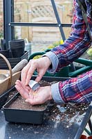 Emptying seeds from a packet into hand