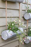 Close up of metal hanging containers, planted with flowering Erigeron 'Profusion'.