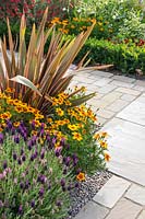 Tagetes patula 'Naughty Marietta' -  French Marigold - in flowerbed with Phormium and Lavandula stoechas - French Lavender.