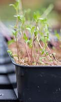 Close up detail of seedlings of Tagetes patula -  French Marigold 'Naughty Marietta'. 