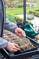 Woman pricking out seedlings of Tagetes patula -  French Marigold 'Naughty Marietta'. 