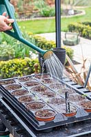 Woman watering tray of potted on seedlings of Tagetes patula -  French Marigold 'Naughty Marietta'. 