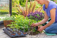 Woman planting Tagetes patula 'Naughty Marietta'-  French Marigold - at the front of flowerbed.