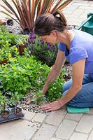 Woman adding gravel around recently planted  Tagetes patula 'Naughty Marietta'-  French Marigold - seedling.