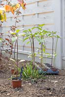 Young plants of Helianthus 'Black Magic' - Sunflower 'Black Magic' waiting to be planted.