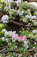 Tulips growing beneath step over apple tree espalier. 