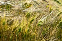 Hordeum vulgare - Barley