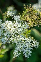  Chaerophyllum temulum 'Rough Chervil'