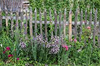 Mixed border along the charachter fence featuring Dianthus barbatus, Linaria purpurea, Penstemon digitalis 'Husker's Red'