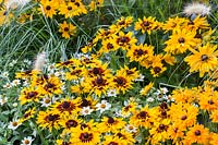 Successful planting combination:
Pennisetum villosum, Rudbeckia hirta 'Denver Daisy',  
Rudbeckia hirta 'Goldilocks',
Rudbeckina hirta 'Tiger Eye',
Zinnia elegans Zahara 'White'