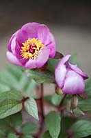 Paeonia cambessedesii - Majorcan peony 