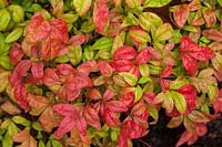 Nandina domestica 'Firepower' 