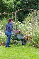 Woman with wheelbarrow in garden with selection of plants ready for planting. 