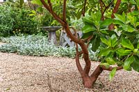 Arbutus 'Marina' growing in gravel garden, 4 years since planting. 