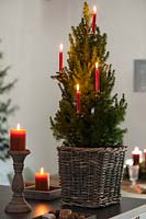 Picea glauca var. albertiana 'Conica' Zuckerhutfichte in a basket on a table decorated with candles.