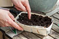 sowing set on a table -  small bowl for sowing and a hand pushing seeds 
Latyrus odoratus