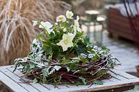 Wreath bonded out of ivy Hedera helix , cornus, thuja covered by white frost or powder snow, placed on a wooden table in a winter garden. a pot with hellebore is inside the wreath.