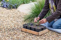 Person pricking out Stipa gigantea into individual pots