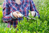 Woman cutting hedge of Ligustrum ovalifolium - Privet with shears