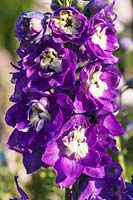 Delphinium x cultorum 'Jupiter F1 Purple'