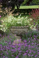 View of stone urn planted with Scaevola 'White Wonder' by flowering Erysimum 'Bowles Mauve'. 