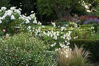 Flowerbed with Nicotiana alata 'Grandiflora', Rosa  'Iceberg'  and Salvia 'Hot Lips'.