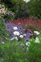 Verbena bonariensis and Cosmos 'Purity' in mixed bed. 