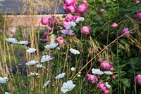 Cosmos 'Purity' and Cosmos bipinnatus 'Psyche Rose Picotee' 